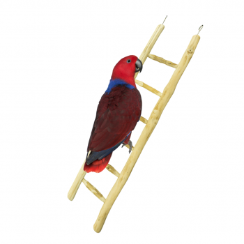 Java Ladder 60 cm