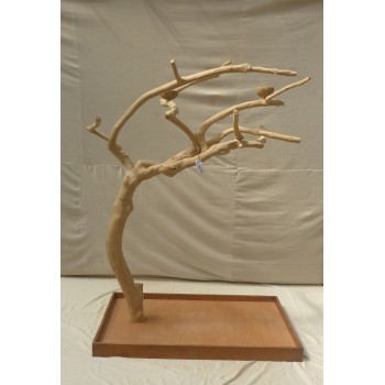 Java TREE Premium + Plateau XL