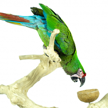 Java Tree Food Bowl M