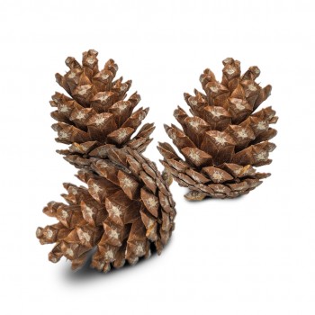 Forest Pine Cones detail