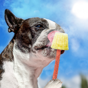 Fruit Ice-Cups Mix for Dogs