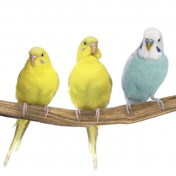 Dula Stick Small 35 cm