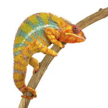 Dula Stick Small 35 cm