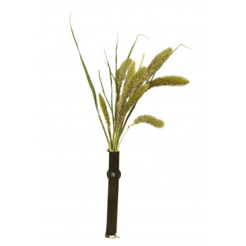 Setaria Setaria