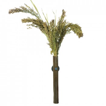Panicum in Grass Keeper
