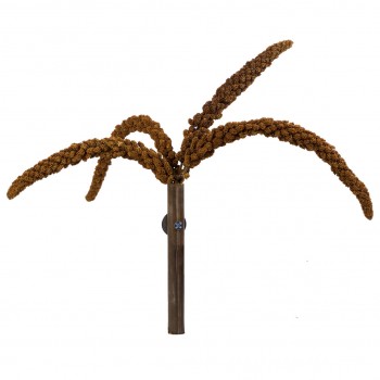 French Millet Sprays Red 150 gram French Millet Sprays Red 150 gram