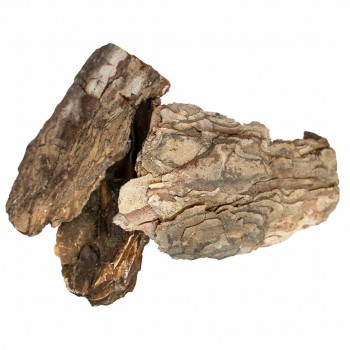 Pine Tree Bark Pine Tree Bark