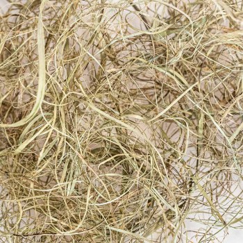 Palm Grass Palm Grass