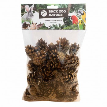Small Forest Pine Cones Small Forest Pine Cones