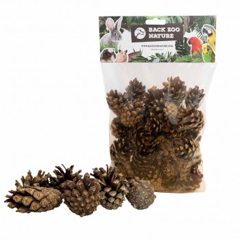 Small Forest Pine Cones