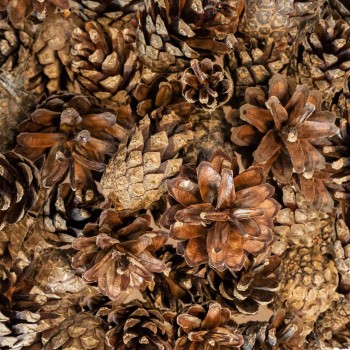 Small Forest Pine Cones Small Forest Pine Cones