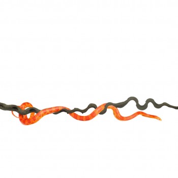 Snakewood Liana Snakewood Liana