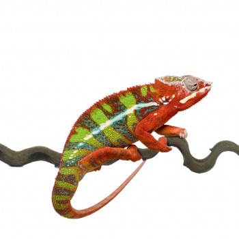 Snakewood Liana Snakewood Liana