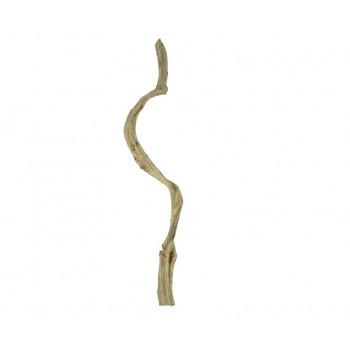 Liana Thai Taowan Small 100 cm Liana Thai Taowan Small 100 cm