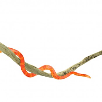 Liana Thai Taowan Small 100 cm Liana Thai Taowan Small 100 cm
