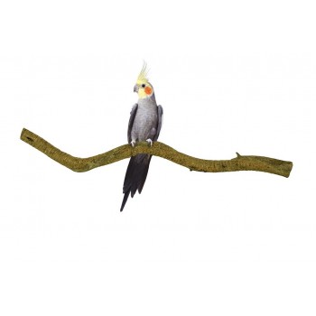 Saba Liana 2-3 cm x 50-60 cm Saba Liana 2-3 cm x 50-60 cm