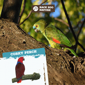 Corky Perch Large