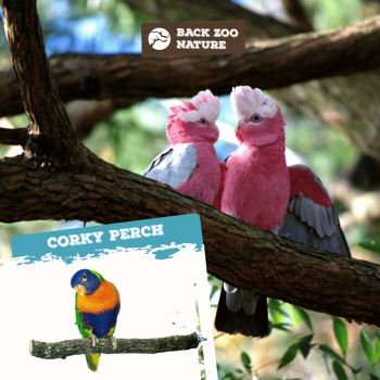 Corky Perch Medium