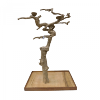 Java TREE Premium + Plateau...