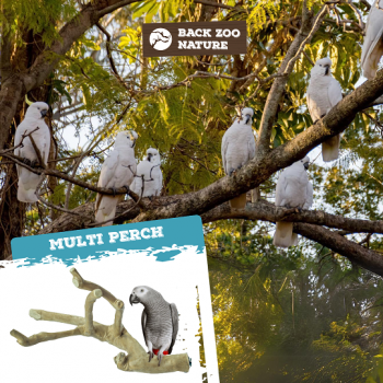 Multi Perch Premium Large
