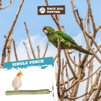 Single Perch Medium