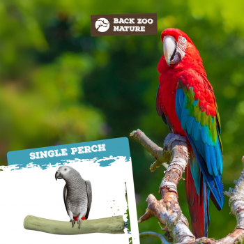 Single Perch Large