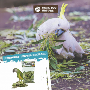 Discovery Leaves Orchard