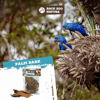 Palm Bark